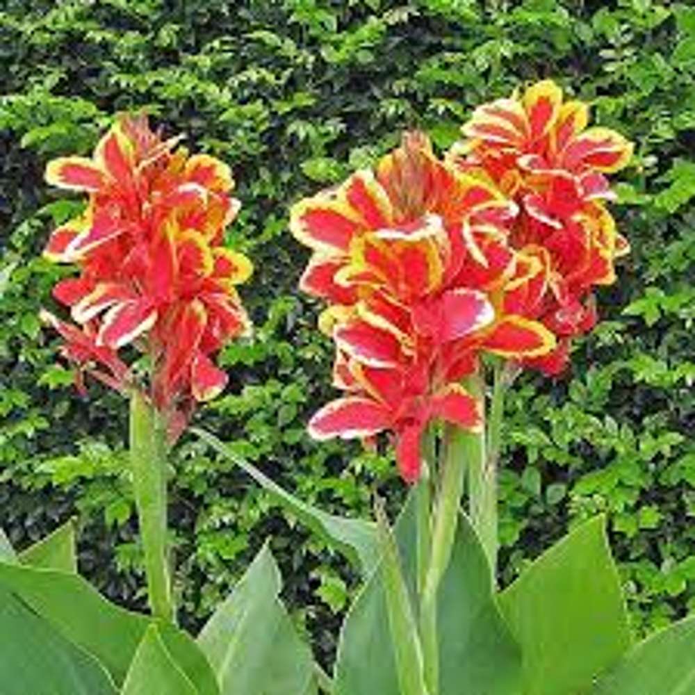 Canna Lucifer